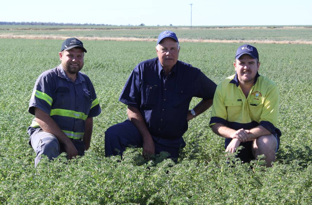 THANKFUL: Gurley farmers Matt and Peter Jackson inspect an AusWest Seeds production chickpea crop on their property 'Inverness' with AusWest Seeds Moree manager Calum Drysdale. The Jacksons 