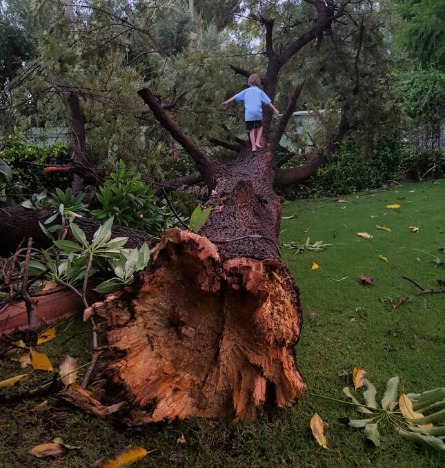 Lindsay Moore climbs on a tree which came down in his backyard in Tirzah Street. Photo: Tracy Rentz