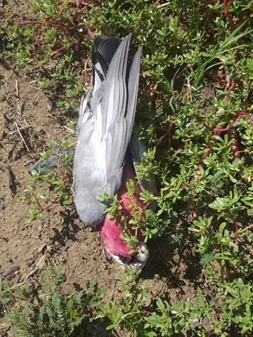 This was one of five dead galahs found at Stanley Village on Saturday, February 29. Photo: Gwenda Stanley