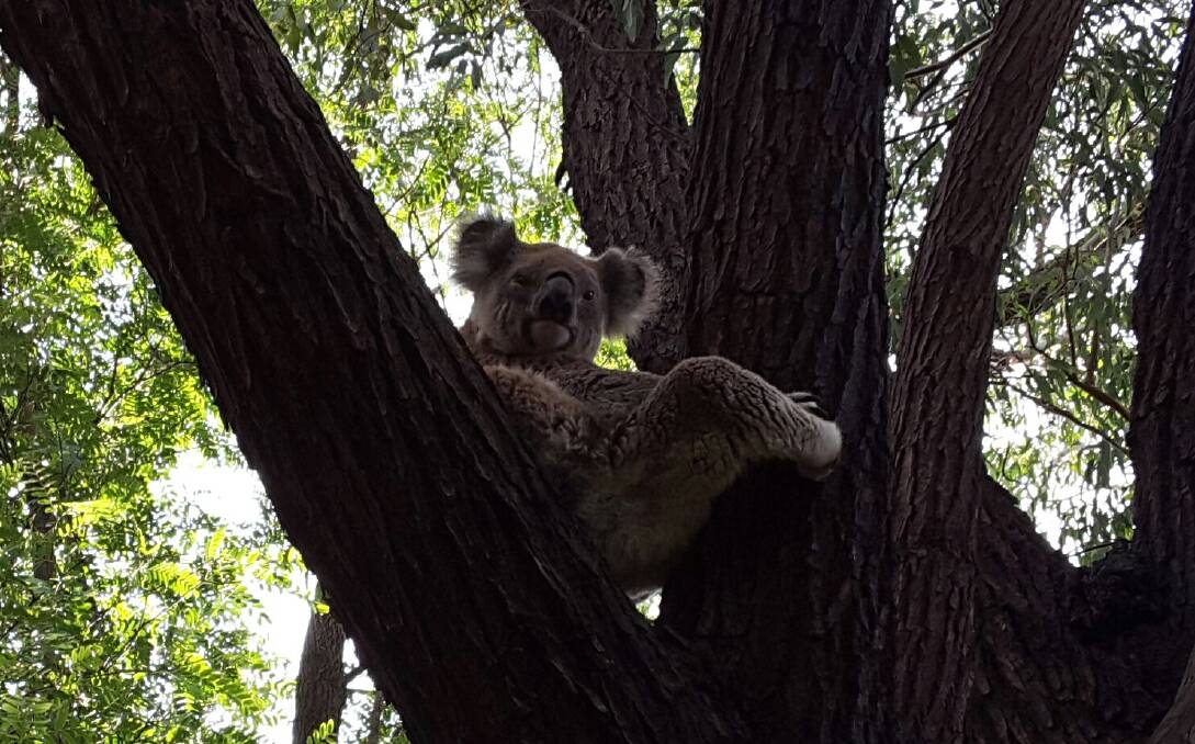 AT HOME: This koala has been one of a few making itself at home in the trees at a backyard at Pallamallawa. 