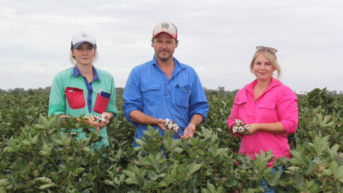 QUALITY ISSUES: Keytah Moree cotton scouts Prue Byrnes and Renee Robinson and NG Agronomies agronomist Duncan Hill (centre) with some of the cotton bolls that have been affected by the recent rainfall.