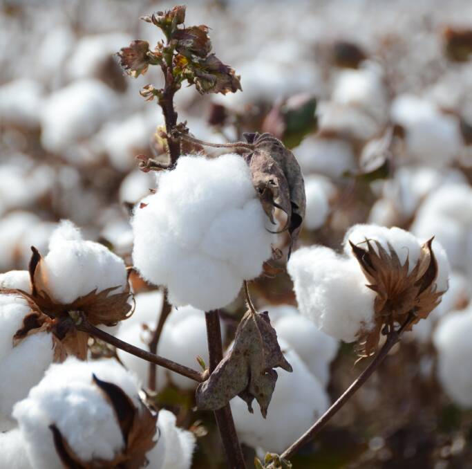 Cotton farmer Peter Harris receives summons for alleged water theft