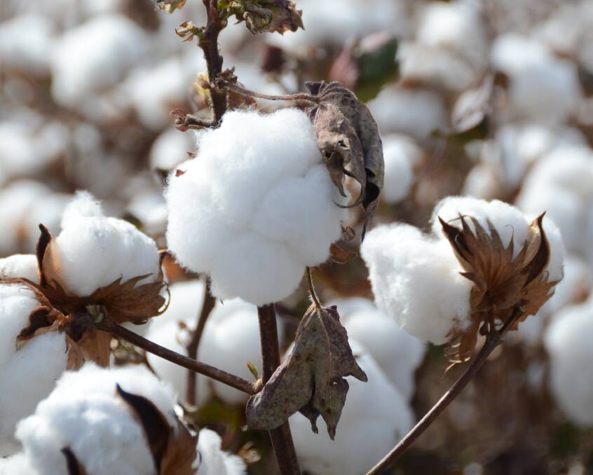 Understanding Integrated Pest Management in Cotton