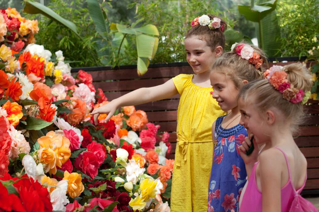 COLOURFUL: The Ballarat Begonia Festival is a free event held in March at the Ballarat Botanical Gardens