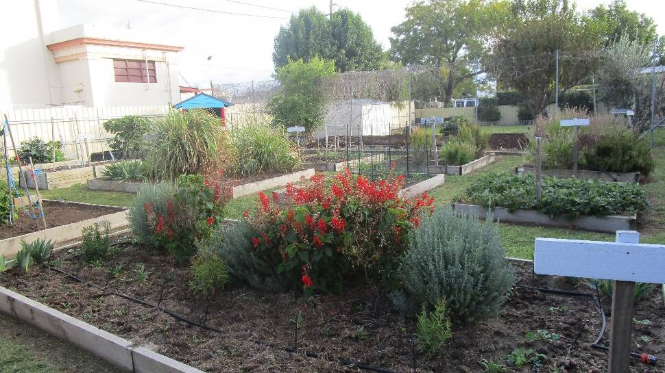 COMMUNITY GARDEN: This began in 2010 and was made possible with donations from Moree locals and grants.
