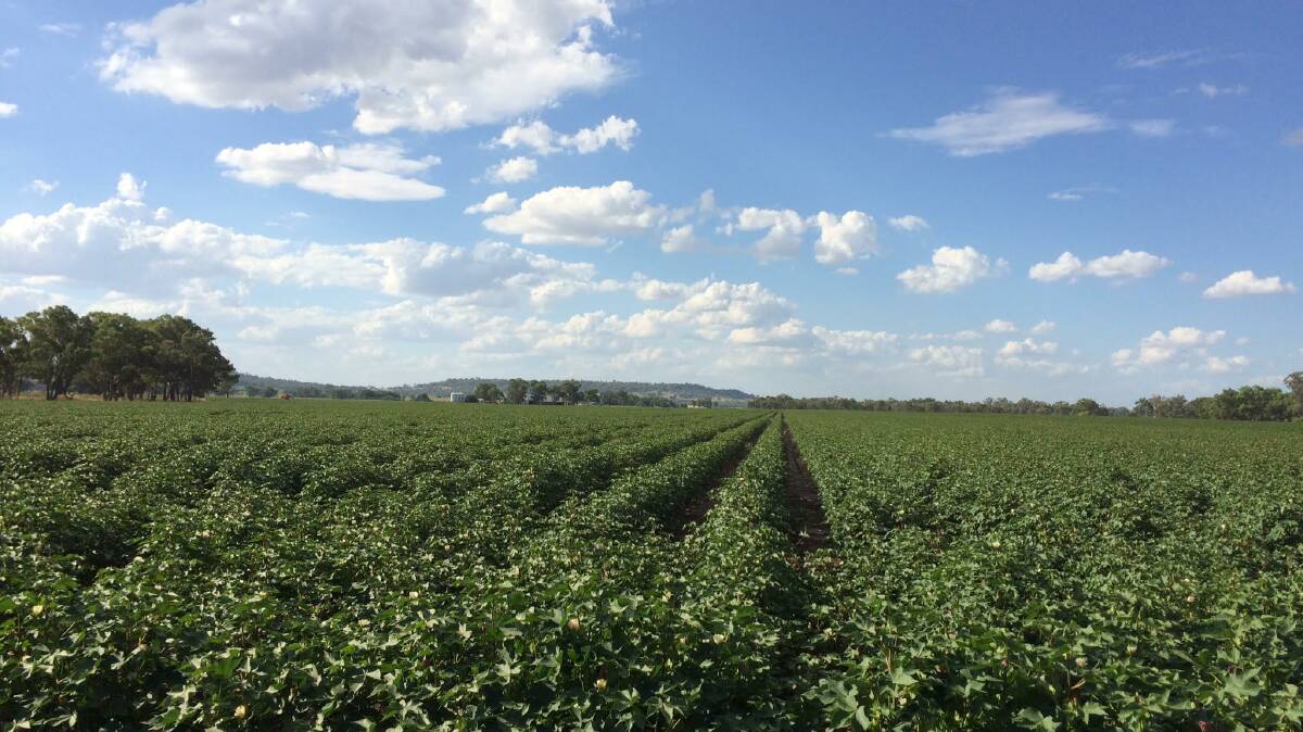 FIELD OF DREAMS: Dry land cotton is becoming a sustainable option in the area. A field day is planned at Wallangra Station next month.