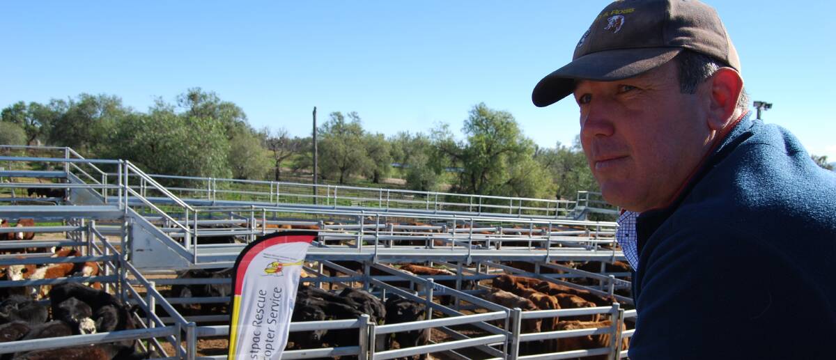 OUTLOOK: Stock and station agent Tim Walsh says without more rain across the region soon the strong cattle market could take a blow.