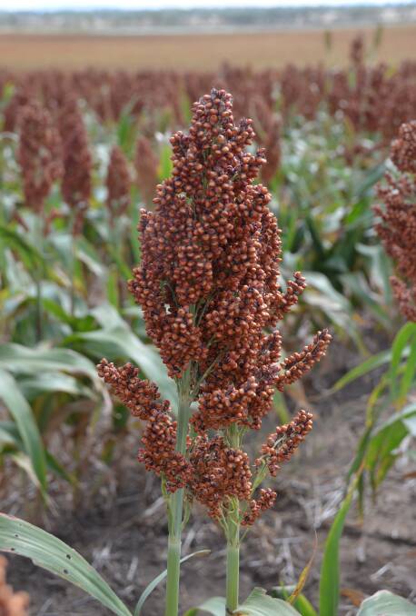 THREATENED: Sorghum growers may struggle to reach high yields with the threat of heat-damaged crops after a recent heat wave.