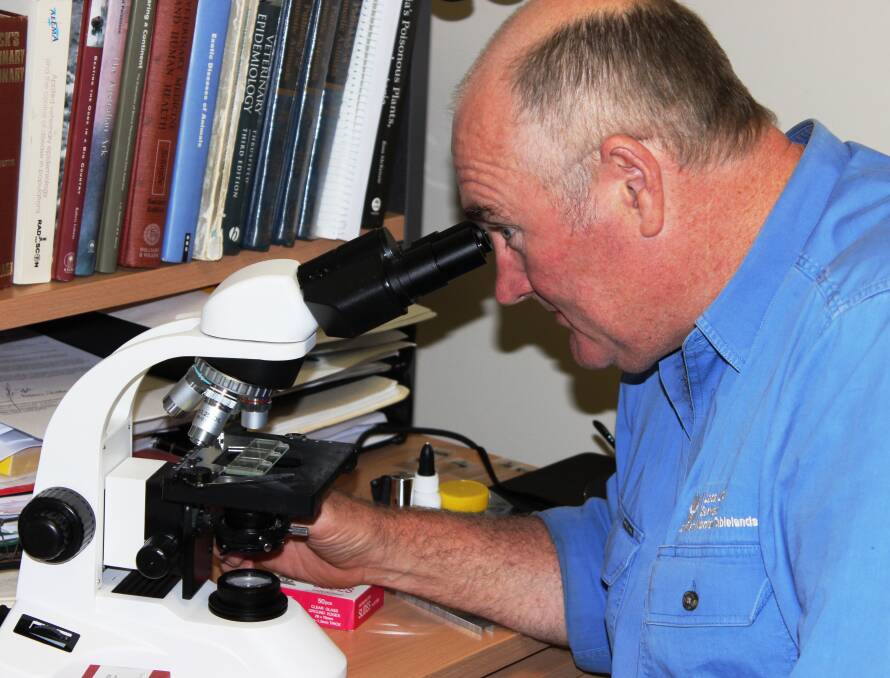 Northern Tablelands Local Land Services district vet Andrew Biddle conducts a worm egg count.