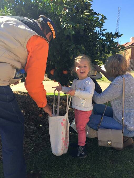 Annual duties: ​Amelia Kilmore was part of the orange police picking squad last year and collected bags full of delicious, juicy Bingara navels.