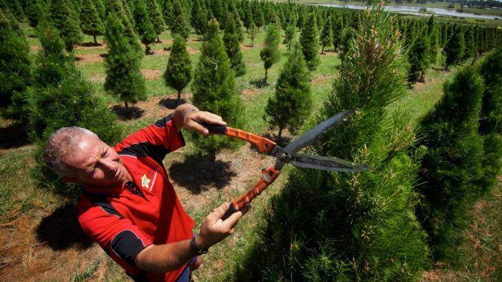 Will Cappello looks after 20,000 Christmas trees at his farm in Box Hill. He expects to sell up to 3000 this season. Photo: Wolter Peeters