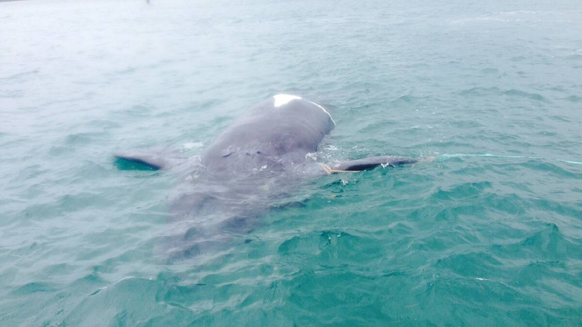 Whale dies after hit by Straddie Ferry 