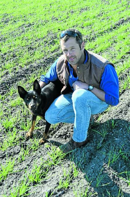 Dave Anderson in his early-stage wheat crop at Terry Hie Hie with kelpie Miffy.