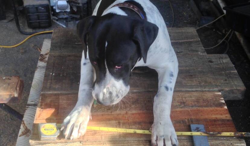 How ‘Ziggy’ the injured dog found her way home