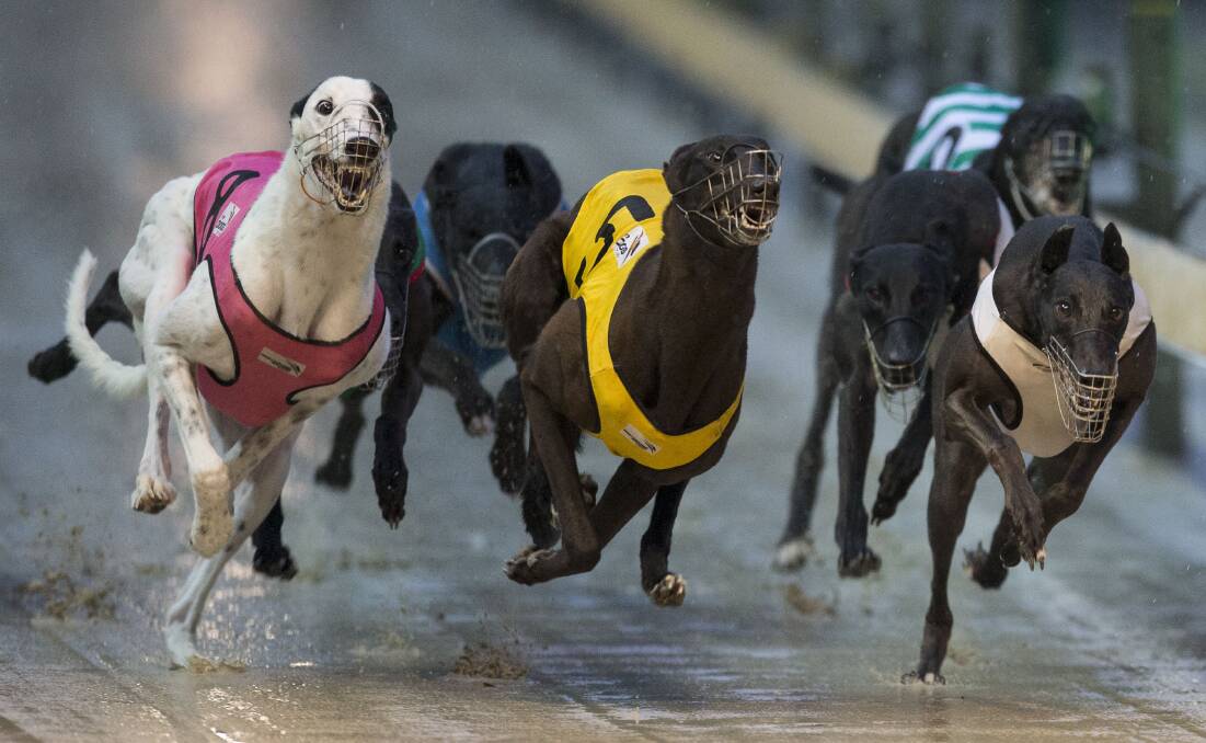 The NSW government's decision has denied the greyhound community the chance to be the hero in their own story.