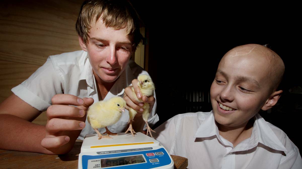 Year 10 Duval High students Aaron Kelly and Noah Fittler take the starting weight of the newly arrived chicks. Pic: ARMIDALE EXPRESS