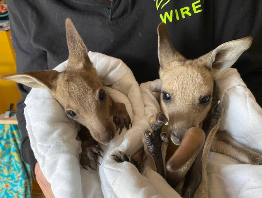 Hope (left) is being buddied up with another orphaned joey Hopper (R). The pair are said to be getting along well. Photo: WIRES. 