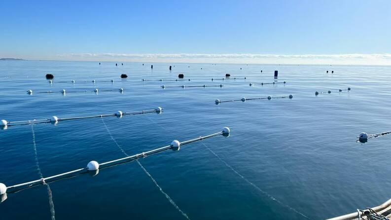 The Immersion Group seaweed farm at Portarlington in Victoria. Picture supplied