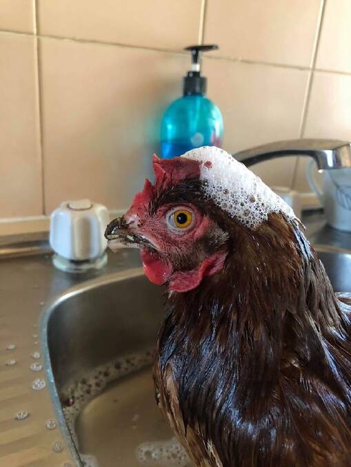 Dora enjoyed a thorough bath after she was found covered in oil underneath a Toyota Hilux Ute. Photo: Mel Jane  