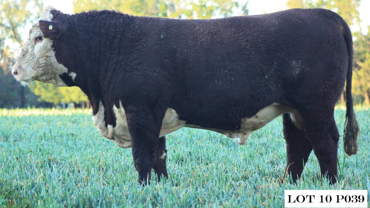The $7000 sale-topper Truro Playboy P039 (P) bought by the Barwick brothers of Gravesend. Photo: Truro Whiteface