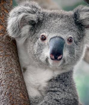 The federal government is putting $50 million into saving the east coast koala population. Picture: Shutterstock