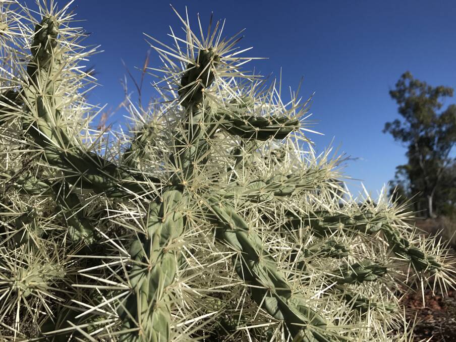 The cactus can have devastating effects on land productivity.