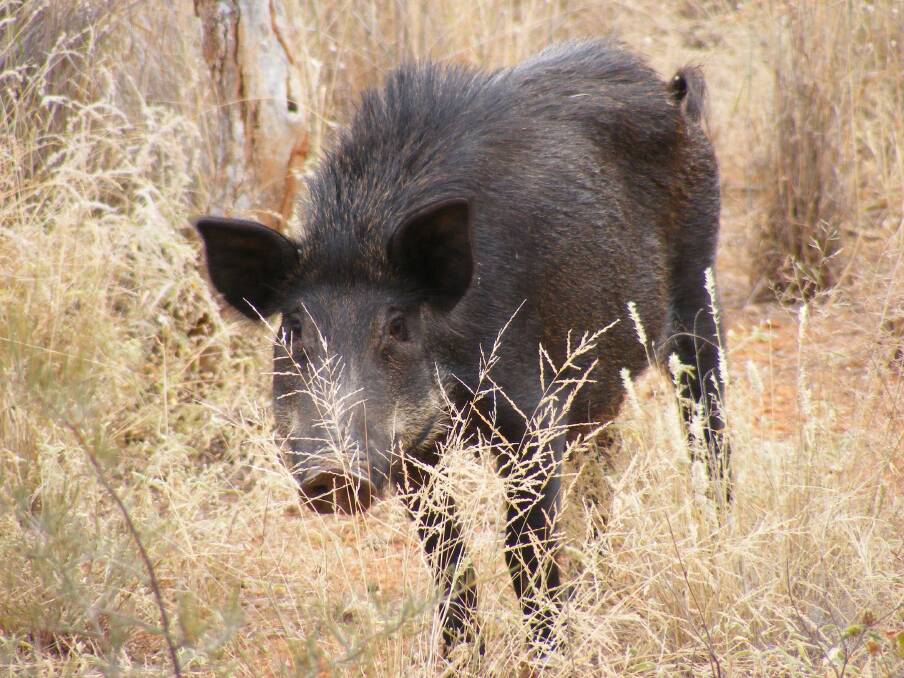 Moving in: The current drought is providing landholders with the perfct chance to control feral pig populations. Photo: Supplied.