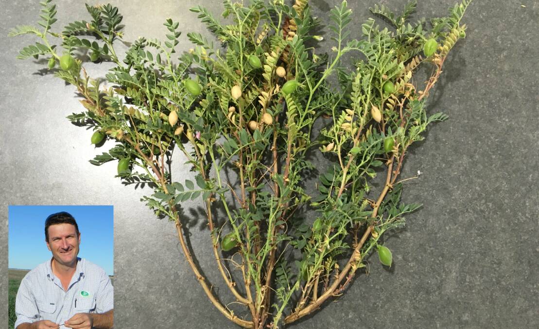 WEATHER DAMAGED: An example of a frost and heat affected chickpea plant that's regrowing with new pods. Inset - agronomist Tony Lockrey.