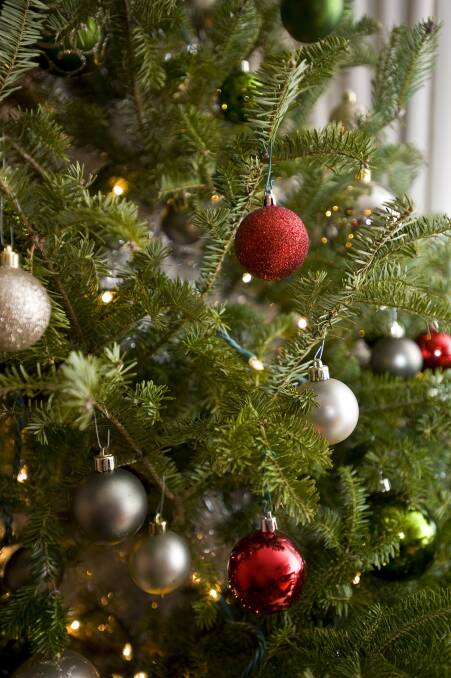 O'CHRISTMAS TREE: Follow ancient tradition this year and buy a real fir or Christmas tree and let you home be filled with the smell of pine. Photo: Shutterstock.