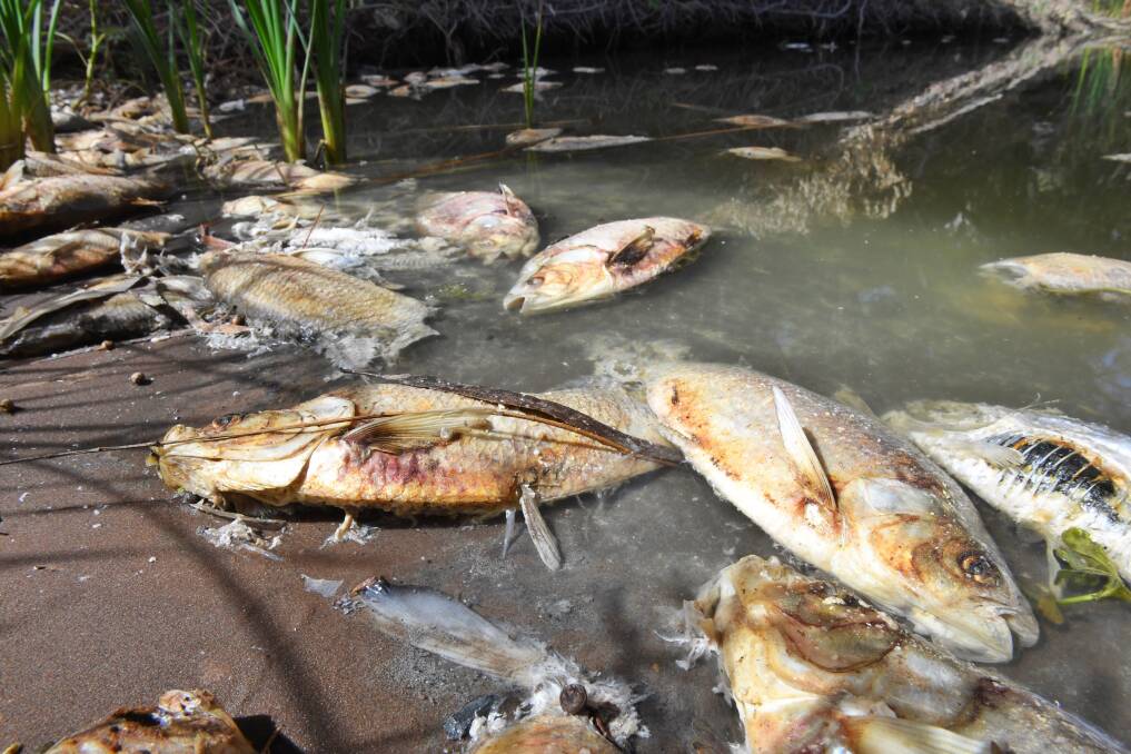 ARMAGEDDON: The state government is preparing for another round of summer fish kills, which are expected to dwarf the Menindee lakes event. Photo: Nick Moir