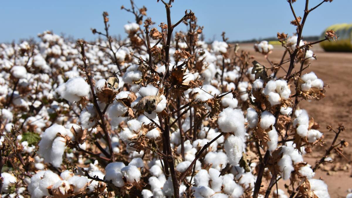Moree community voices concern over proposed cotton export ban