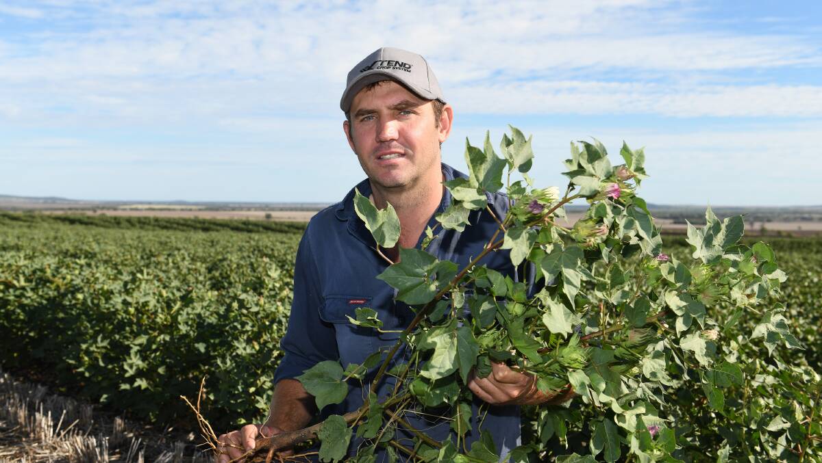 Grant Lowien of Bellata NSW, has turned to cotton as a summer crop option to control grassy weeds on the property.