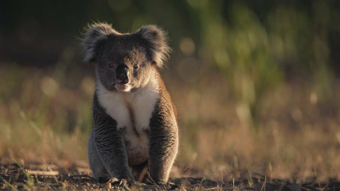 Destruction of koala habitat nearly doubles since repeal of native vegetation laws