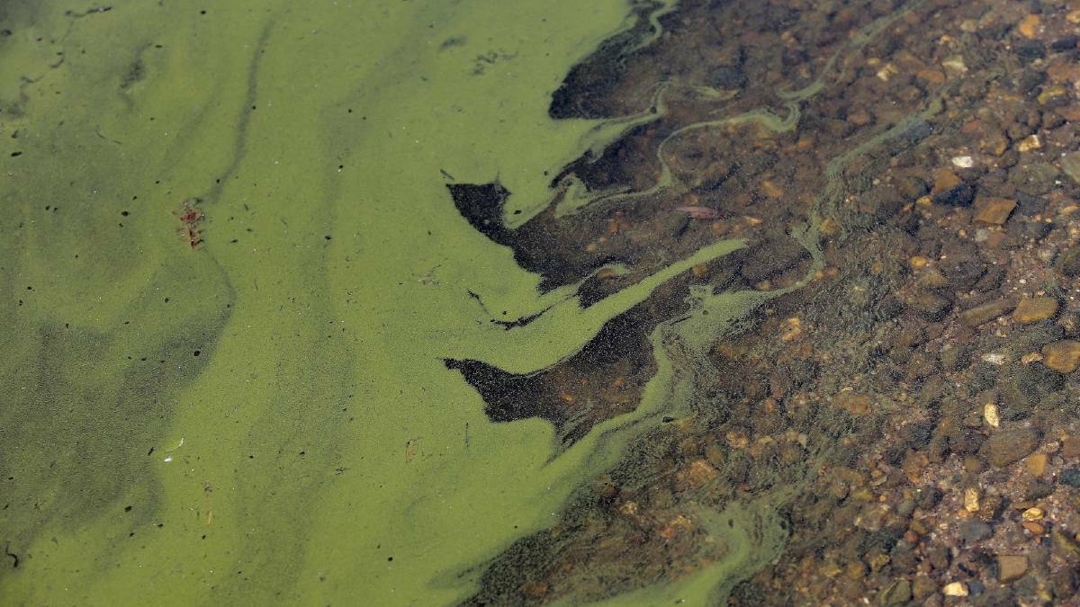 Blue-green algae red alert lifted for Macintyre River