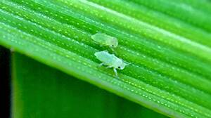 While RWA is a high priority pest, it is manageable and the best thing growers and advisers can do is regularly monitor crops for signs of infestation. Photo: GRDC