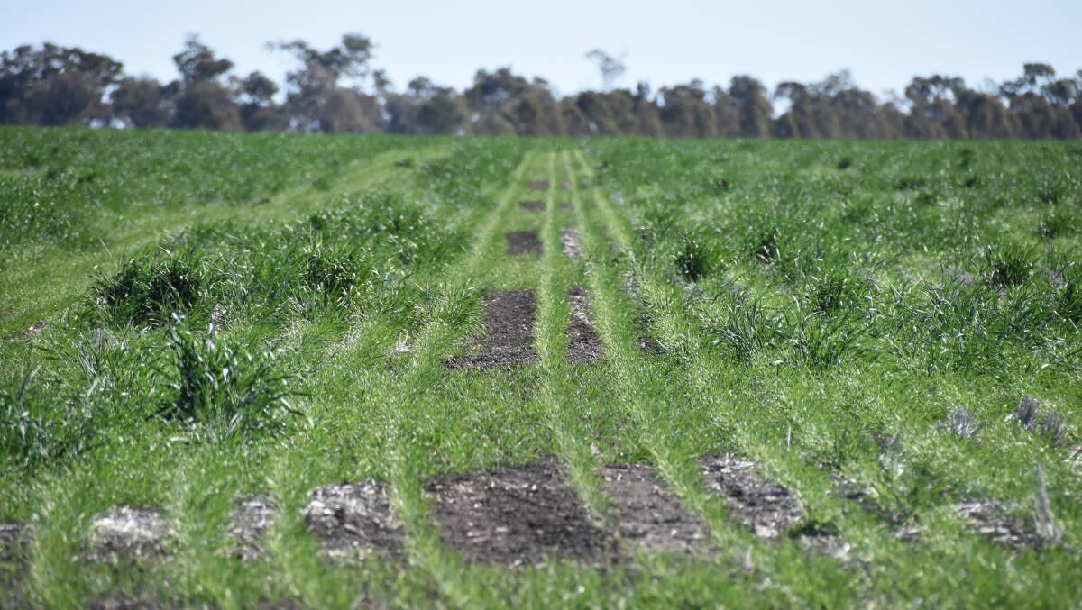 A struggling crop just south of Moree.