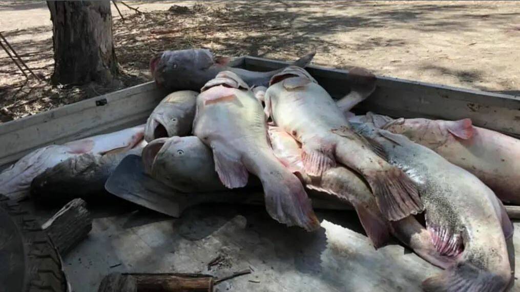 Cotton Australia, MDBA say Menindee fish deaths a result of drought