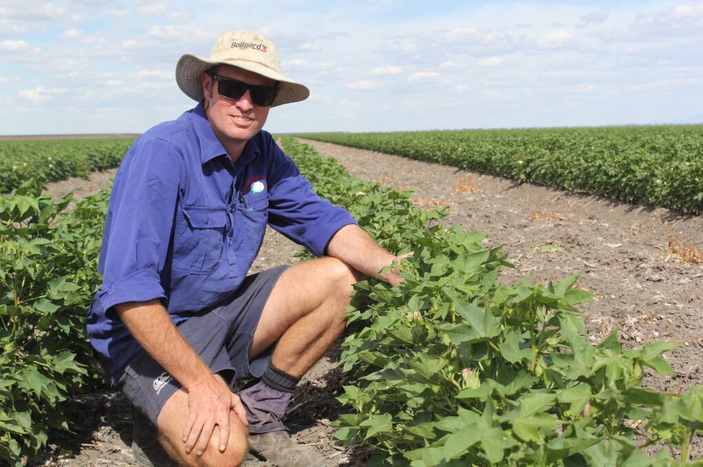 Mick Humphries pictured in his only cotton crop at his 'Chesney' property, which was planted on the last of his irrigated water. 