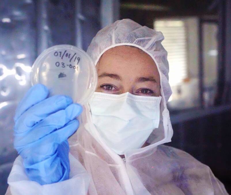 SoilCQuest team member in the laboratory studying plated microbes being prepared for field trials. Photo: contributed