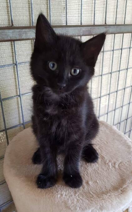 FAMILY NEEDED: Rupert the four-month-old black boy is looking for his forever home.
