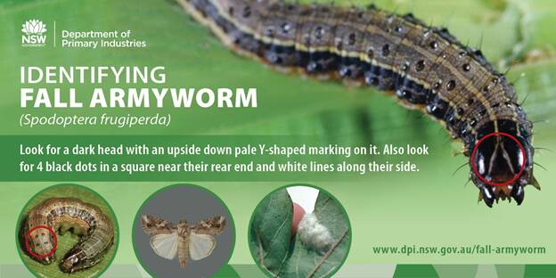 North West landholders urged to be on the lookout for Fall Armyworm