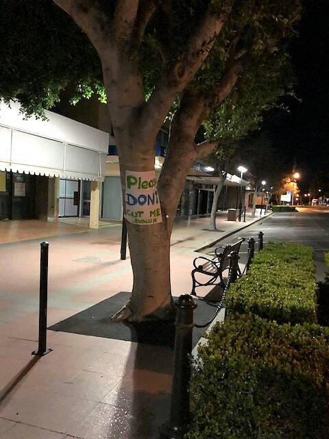 Claudia Gall put up signs saying 'Please don't cut me down' on every Ficus Hillii tree in Balo Street during the early hours of Wednesday morning. Photo: Claudia Gall