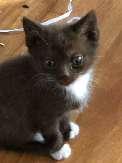 FAMILY WANTED: Cadbury, the three month old kitten, is in need of a loving home