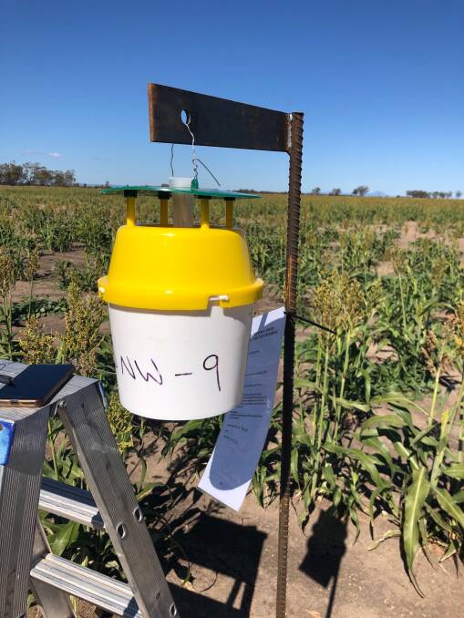 A Fall Armyworm trap site located in North West NSW. Photo: LLS
