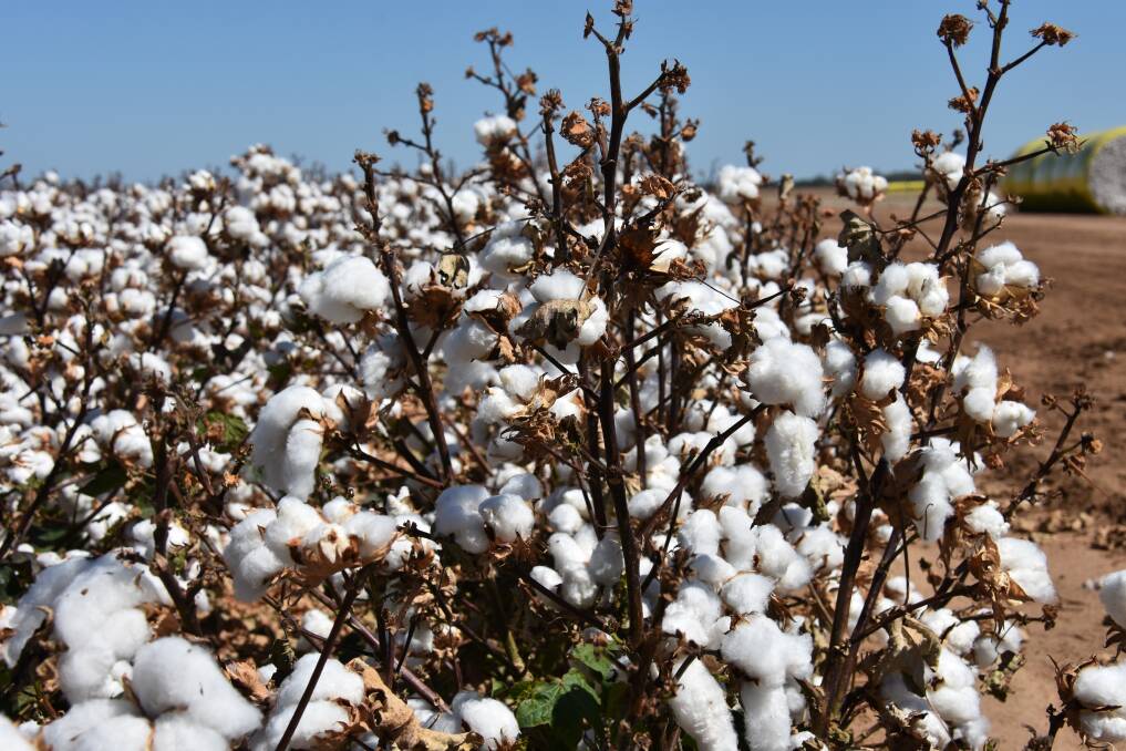 LOOKING TO COTTON: With the dry winter, many growers will be looking to plant cotton this summer, but will need Bollgard 3 accreditation.