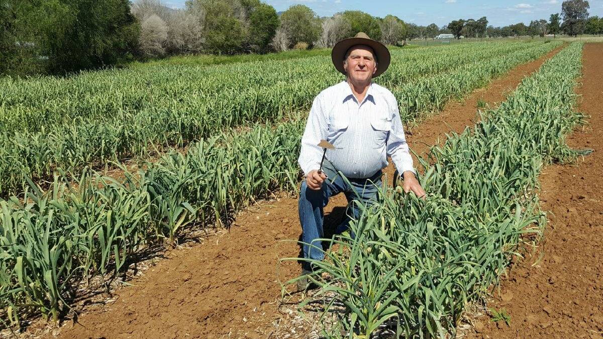 Roy Cody in one of his luscious locally grown garlic crops. Photo: Georgina Poole