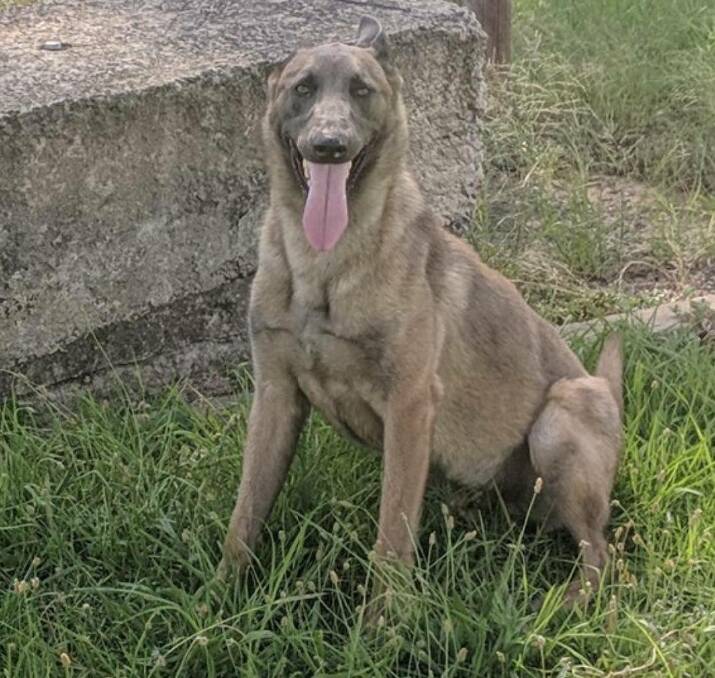 GOOD BOY: PD Chief helped with the arrest of a wanted man in Moree. Photo: NSW Police