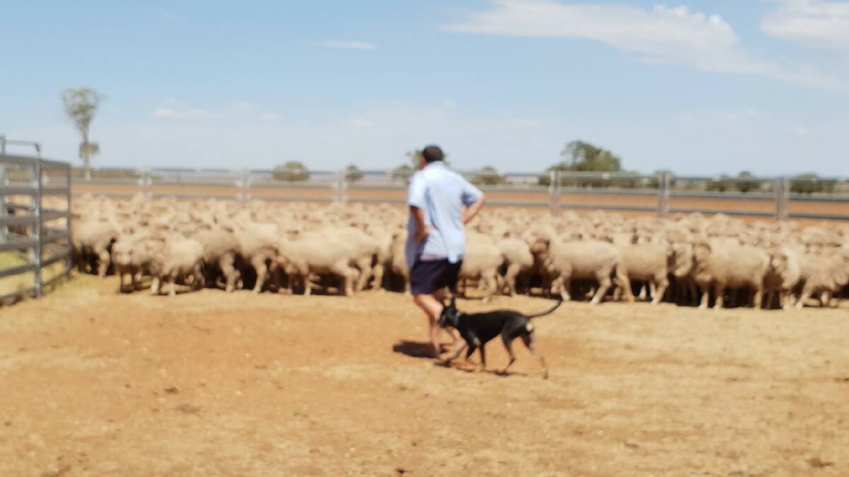 LOVE FOR THE LAND: Donno Solomon's dad Cliff Horton and his best mate Peppa who spend plenty of time together in the sheep yards in Moree, Mungindi and surrounds