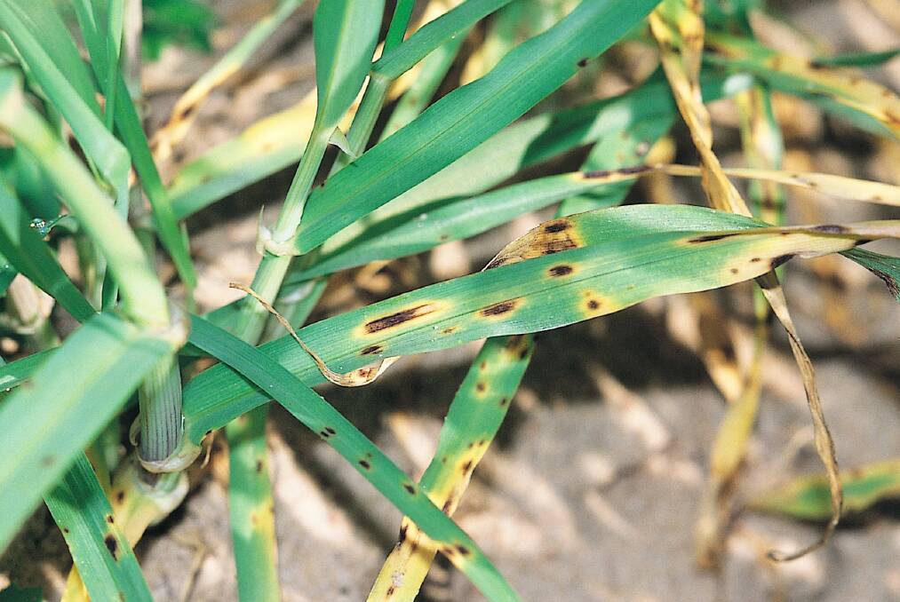 Growers are being advised to monitor crops for spot form of net blotch (SFNB). Photo: Hugh Wallwork