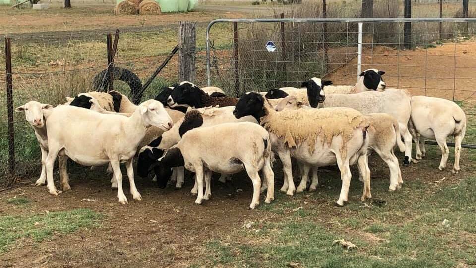 Some of the stolen Dorper sheep. Photo: Rural Crime, NSW Police Force